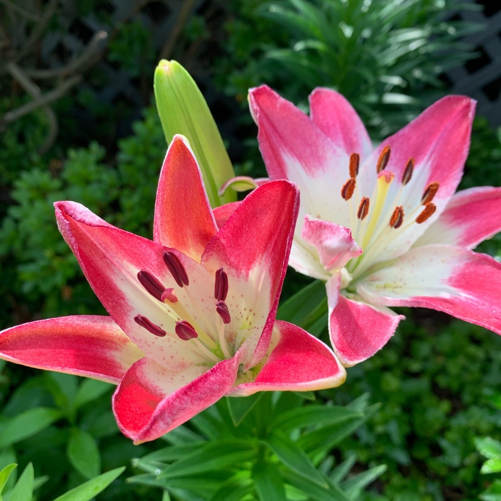 Meet your Posher, CJ